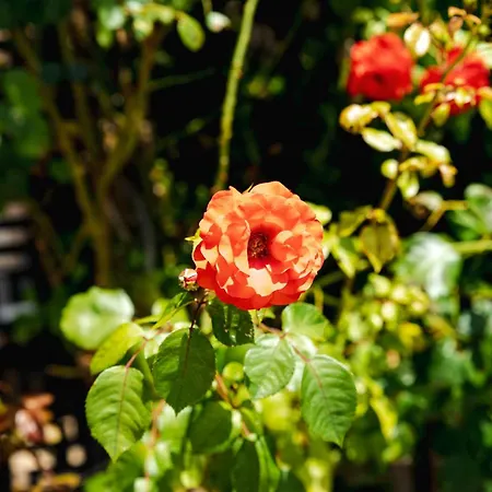 K&e And 3* Napospart